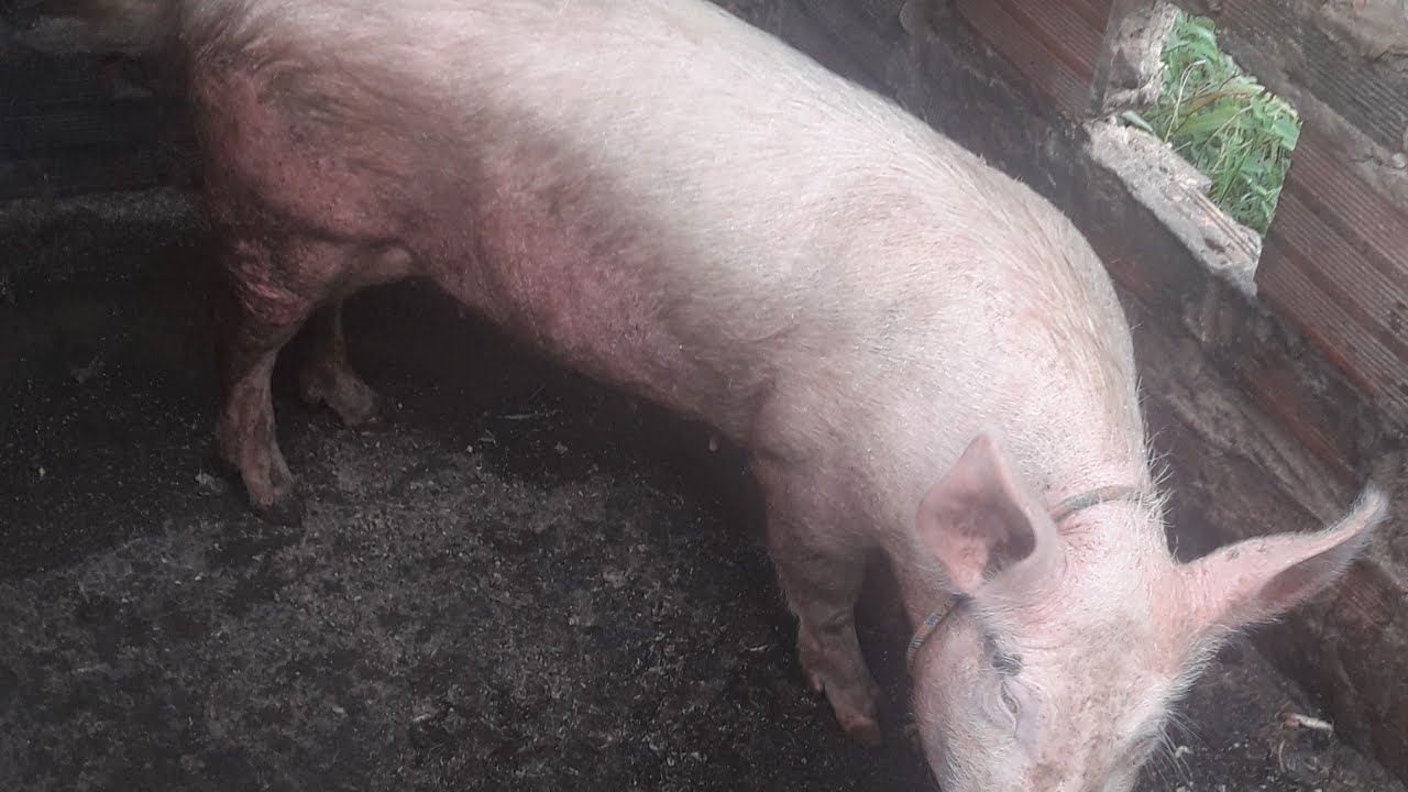 como saber se a PORCA EST&Aacute; PRENHA