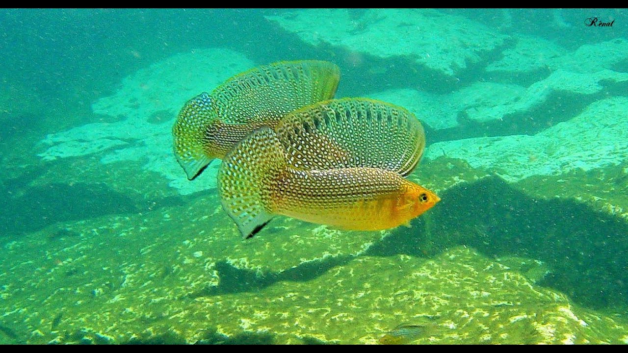💖 Mexique Cenote Azul la danse du Poecilia latipinna 🤿