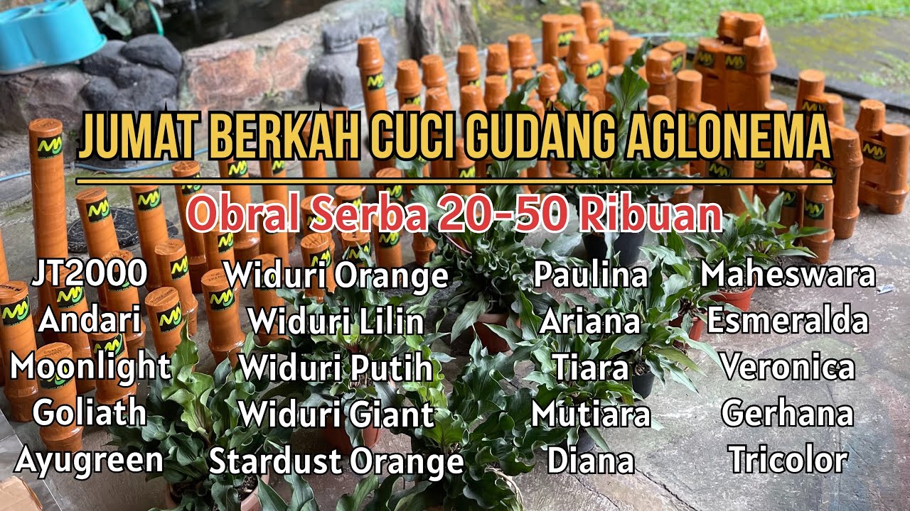 Jumat Berkah Obral Serba 20 Ribuan
