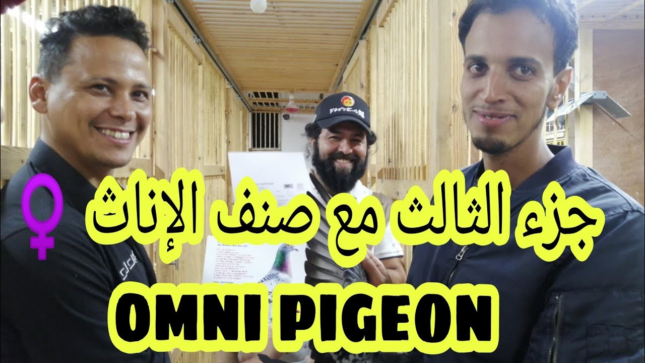 جزء الثالث صنف الإناث♀️عند البطل لؤي💥 omni pigeon💥 فرجة ممتعة لكل الاحباب ومتتبعنا الكرام 💯