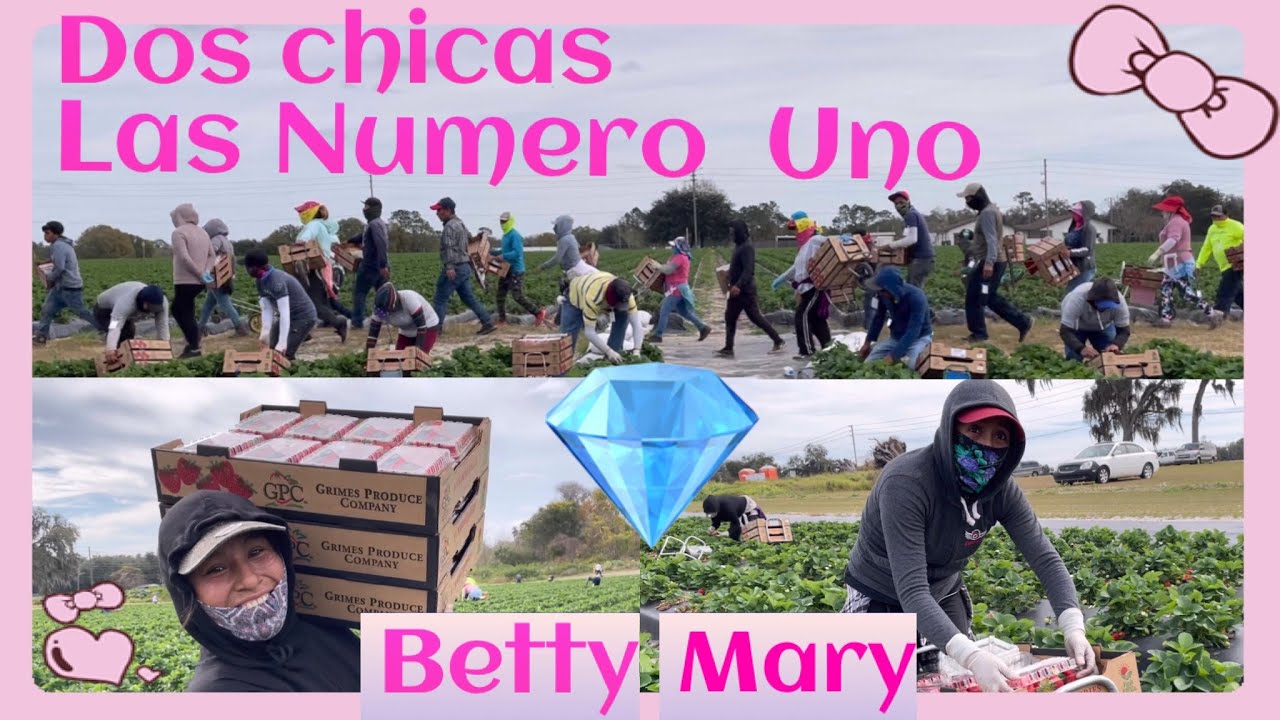 ELLAS SON FUERTES Y RÁPIDAS COSECHANDO FRESA EN ESTE RANCHO