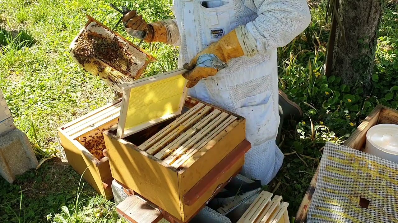 Comment Agrandir une colonie d'abeilles dans une ruche warré /⚠️ Une façon de limiter l'essaimage ⚠️