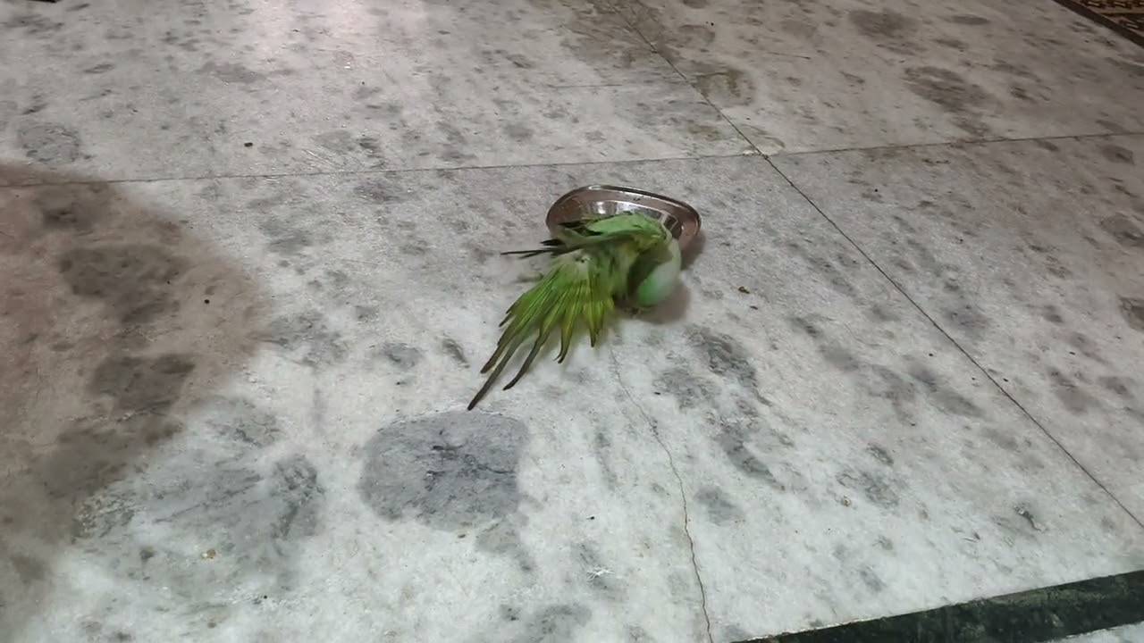 parrot ki #masti   🌺🦜🌺🦜🌺🦜