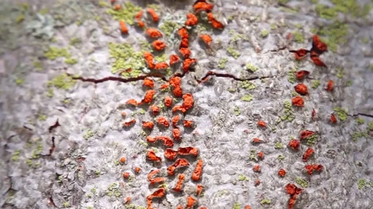 Nectria Canker of Hardwoods