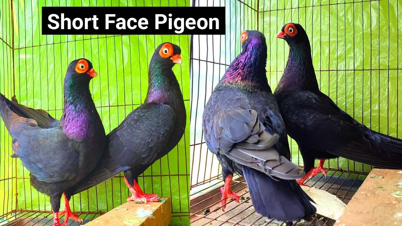 Short faced pigeon | English short faced tumbler pigeon | Budapest short face pigeon