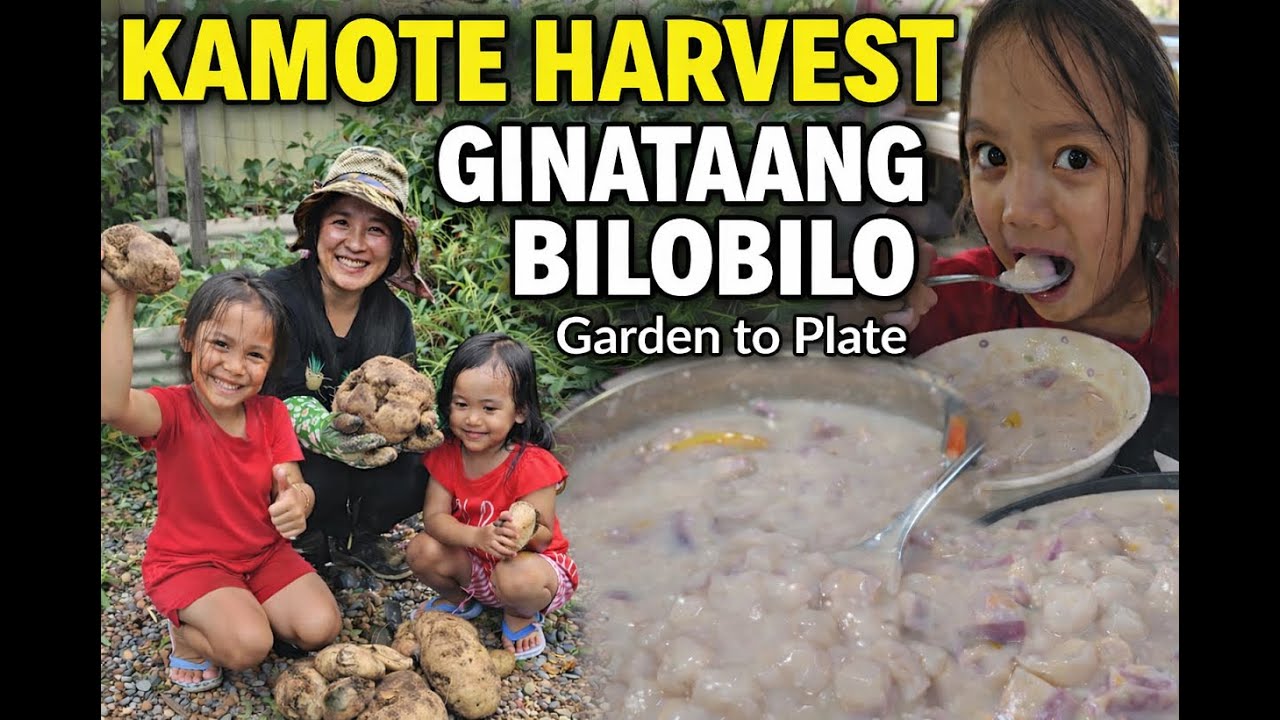 Family Bonding | Kamote Harvest to Ginataang Bilo-Bilo | Garden to Plate
