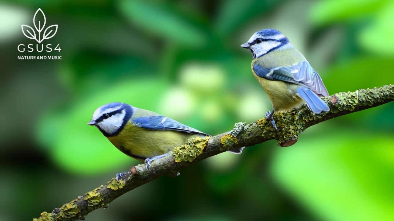 Calming Birds Chirping - Relaxing Forest Sounds for Sleeping & Peaceful Mind | Bird Sounds in Nature