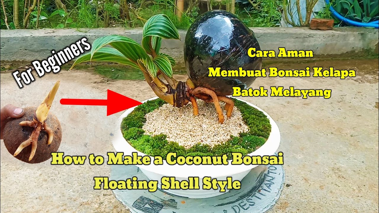 Cara Aman Membuat Bonsai Kelapa Batok Melayang / Nungging #bonsaikelapa #kelapabonsai #coconutbonsai