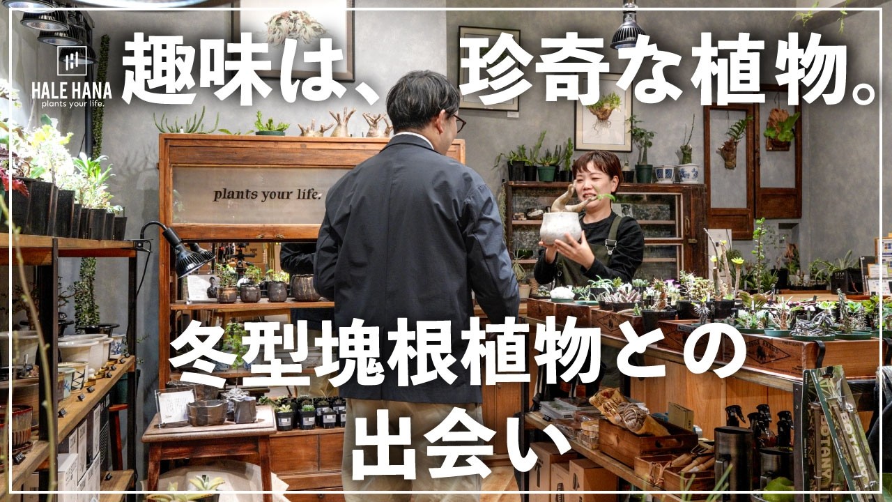 趣味は珍奇植物【冬型塊根植物編】＃１