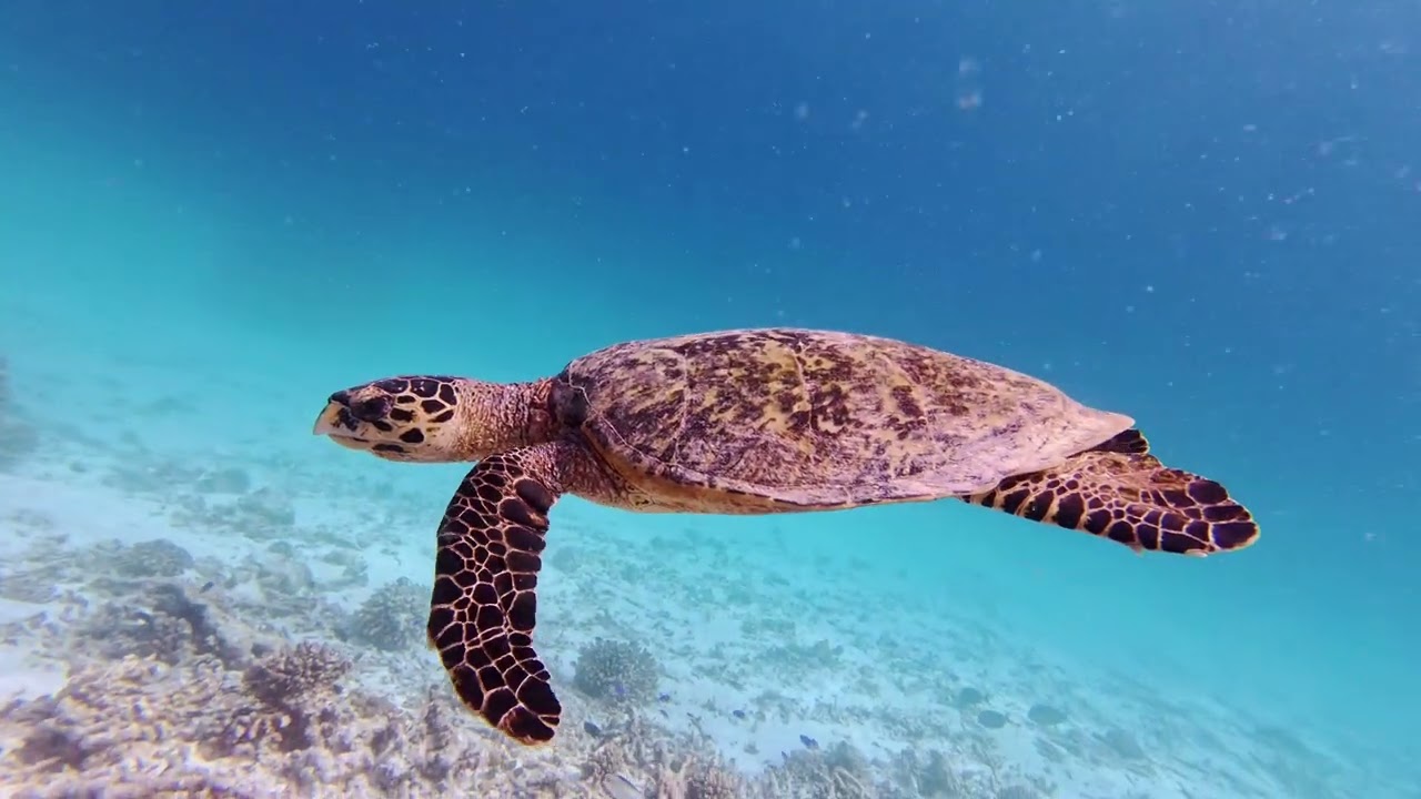 Maldives Filitheyo 2025 snorkeling, dive , safari tour 4K 60FPS Version.
