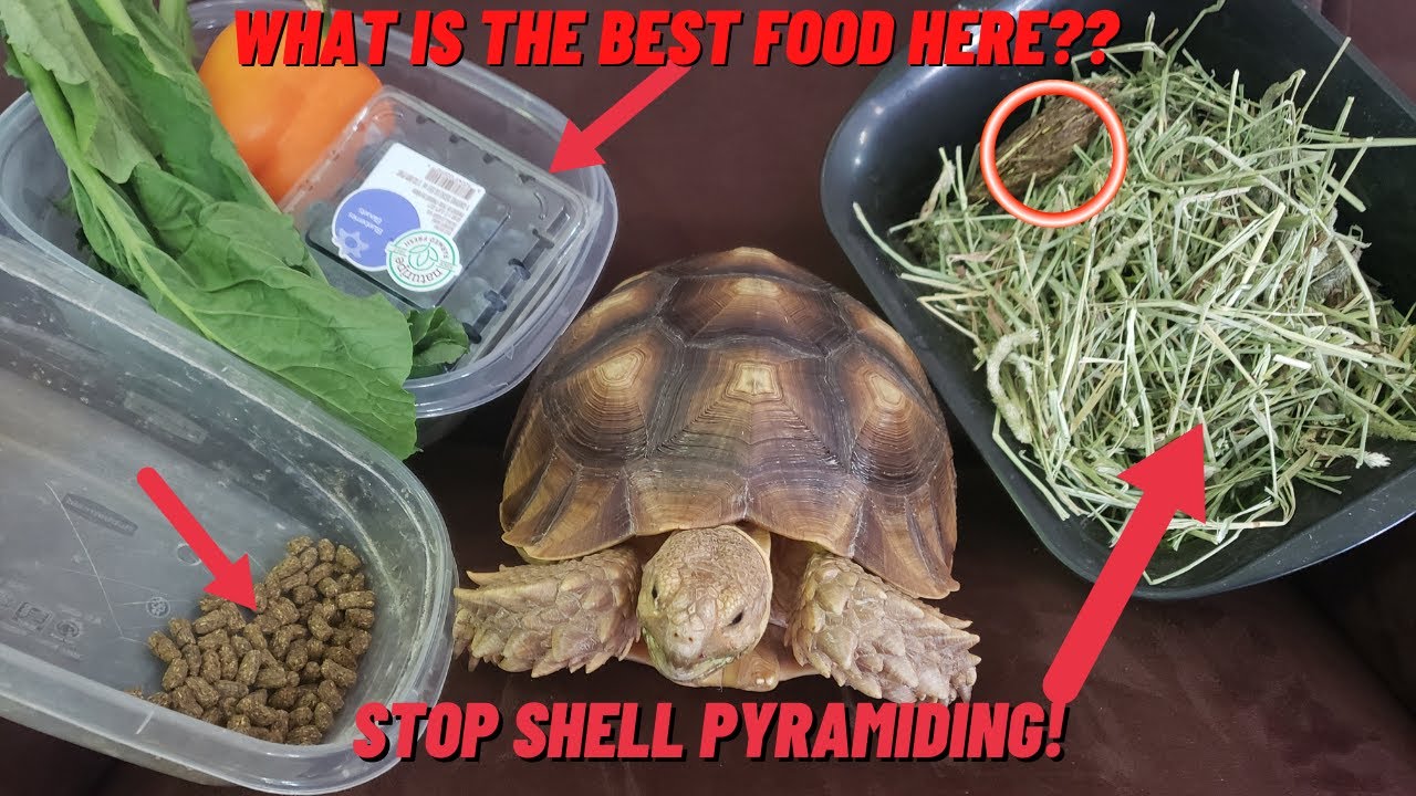 WHY TORTOISE SHELL PYRAMIDS?? PROPER FOOD DIET FOR SULCATA!