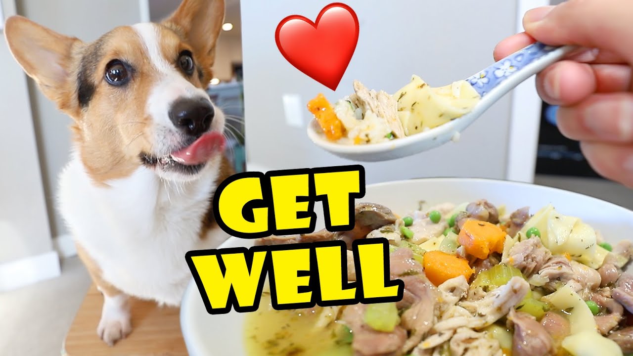 Poor CORGI'S Get Well Chicken Soup || Life After College: Ep. 680