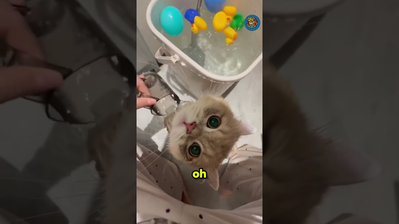 Gatti doppiati - ep.1 #doppiaggio #cat
