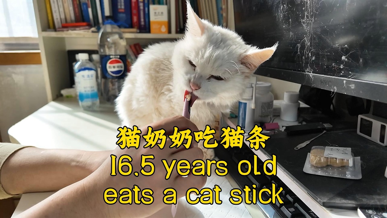 Maoniu at 16.5 years old eats a cat stick| Cat Lover