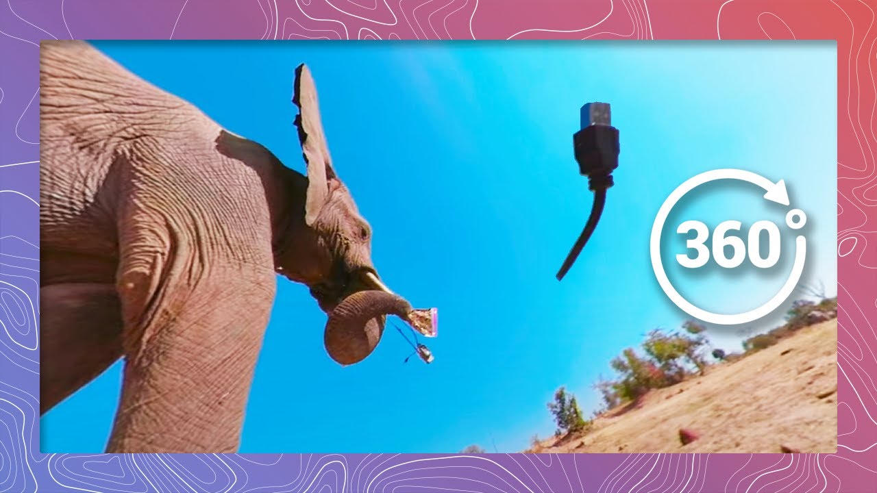 Elephant Investigates and Destroys Camera Equipment | Wildlife in 360 VR