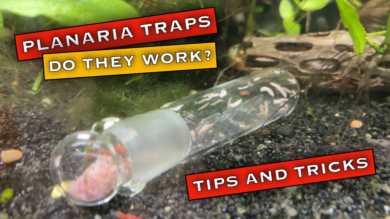 Planaria in a Shrimp Tank? Planaria Trap Tips and Tricks [Do they work?]