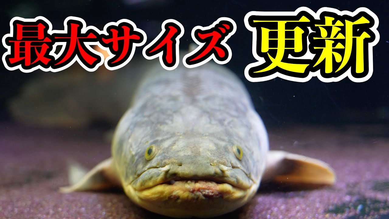 『最大サイズ更新』コンゴ便　ポリプテルス　コンギクス&レトロピンニス　ゴリアテタイガーフィッシュ入荷　ベイサイドアクア　大型熱帯魚