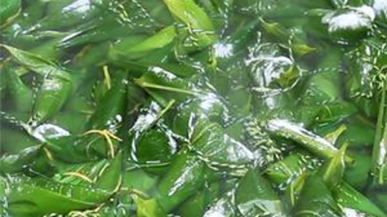 你吃过黄金粽吗？客家流传千年的做法，堪称粽子界天花板，真香 #抖音美好食光 #各地端午美食申请出站 #端午节
