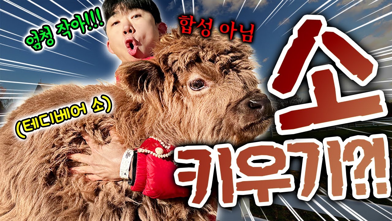 이제는 소까지 키운다는 영식이형.. 근데 소가 왜 작아?! 테디베어소?!