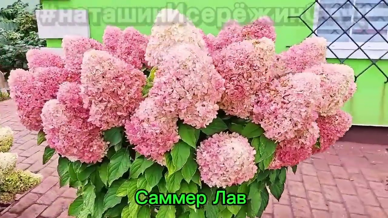 ТОПовое видео о Гортензии 25года #наташинИсерёжинСАД 