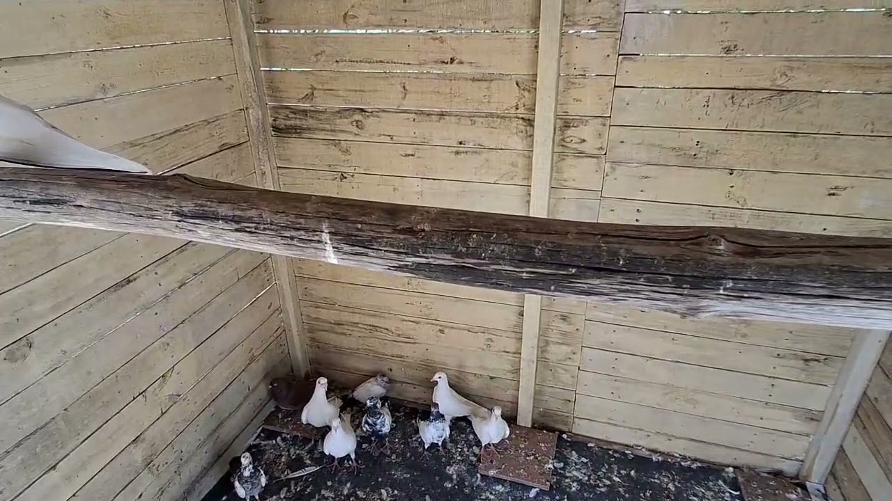 Hi friends 🧡 Today’s sales update – some pigeons are available for sale. 🕊️ #BNANIMALSSHOP