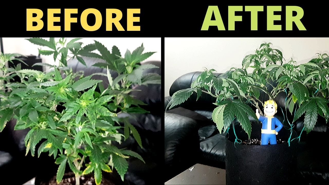 Trimming Cannabis Plant to GROW NO LARF Buds