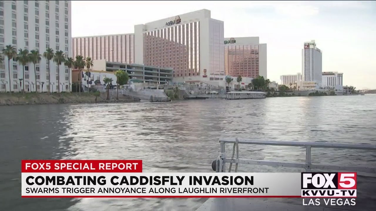 Scientists welcome caddisfly swarms along Colorado River in Laughlin
