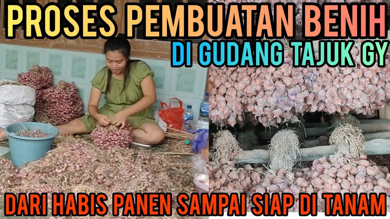 PROSES PEMBUATAN BENIH BAWANG MERAH DI GUDANG TAJUK GY BERSAMA GUSMAN BOJONEGORO