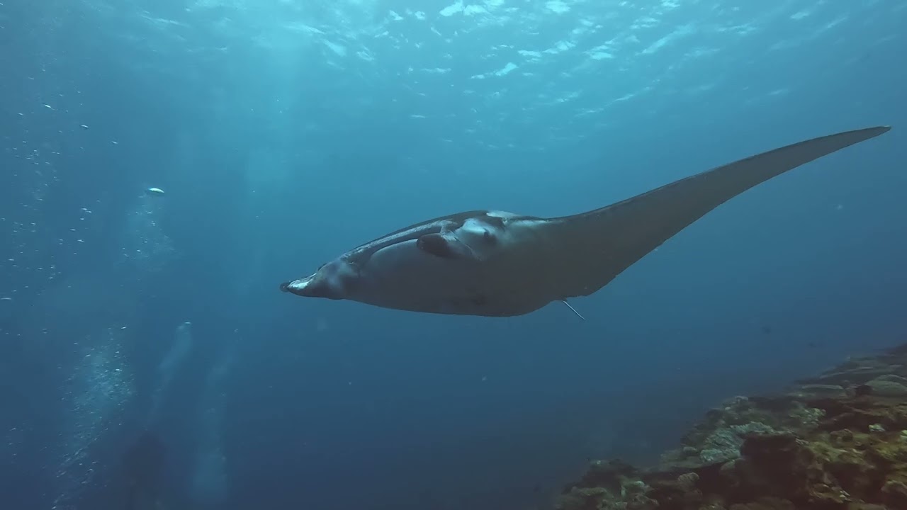 Buceo en Ishigaki, Okinawa | Japón 2024
