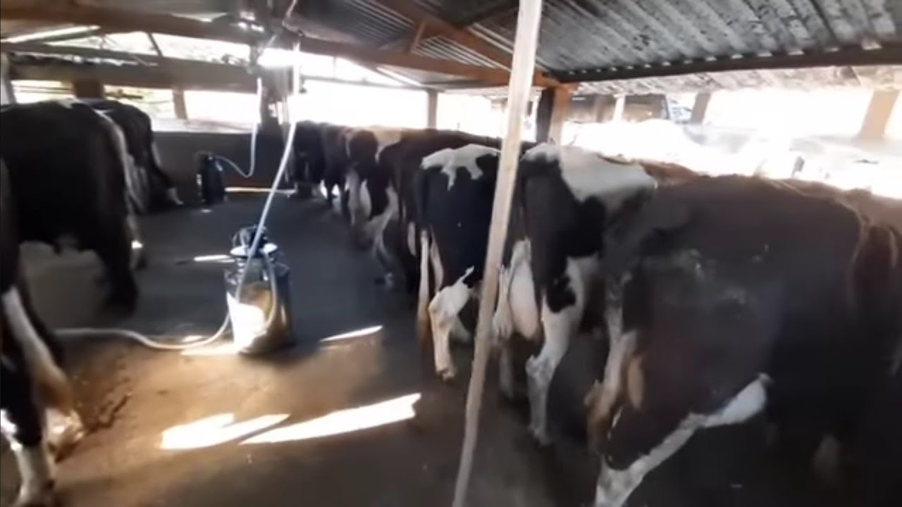 PREÇO DE VACAS LEITEIRAS MOJANDO 