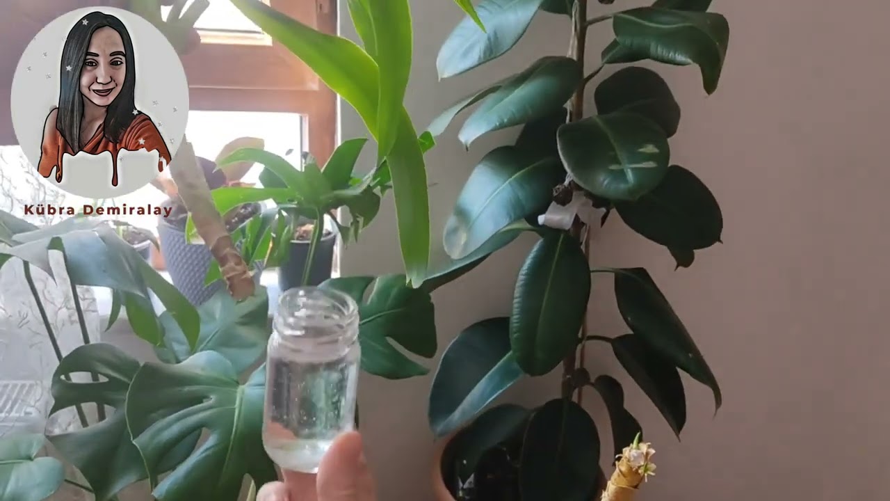 Yuka Bitkisi Çoğaltma || Çiçek bakımı || Flowers