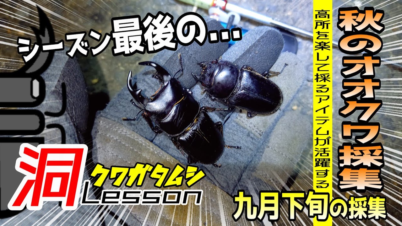 秋のオオクワガタ採集！十月でも樹液が枯れない今がチャンス【クワガタムシ】