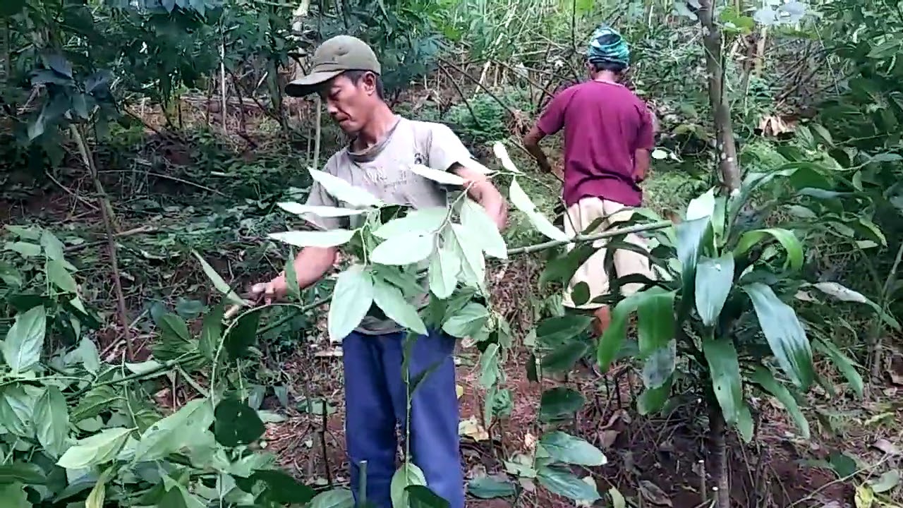 Pemotongan pohon melada..  2022 sambung kemukus lada cabe jawa dan sirih 085225515554.