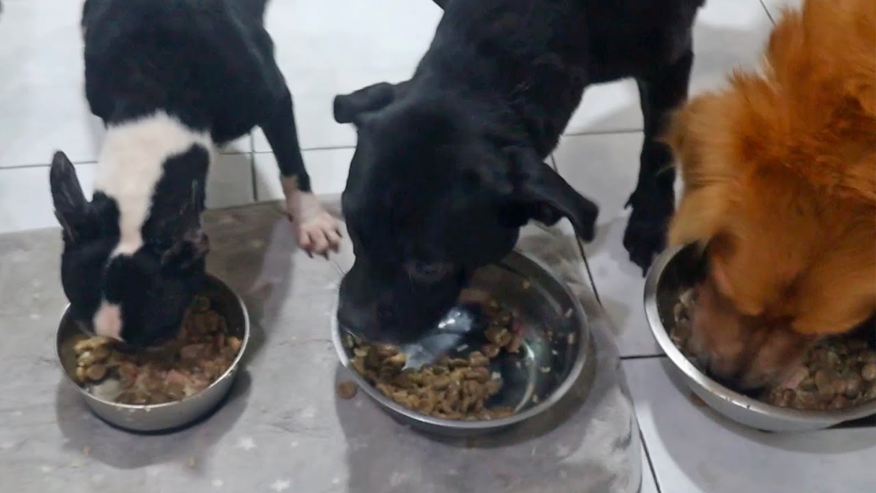 Dogs Eating Side by Side : ASMR