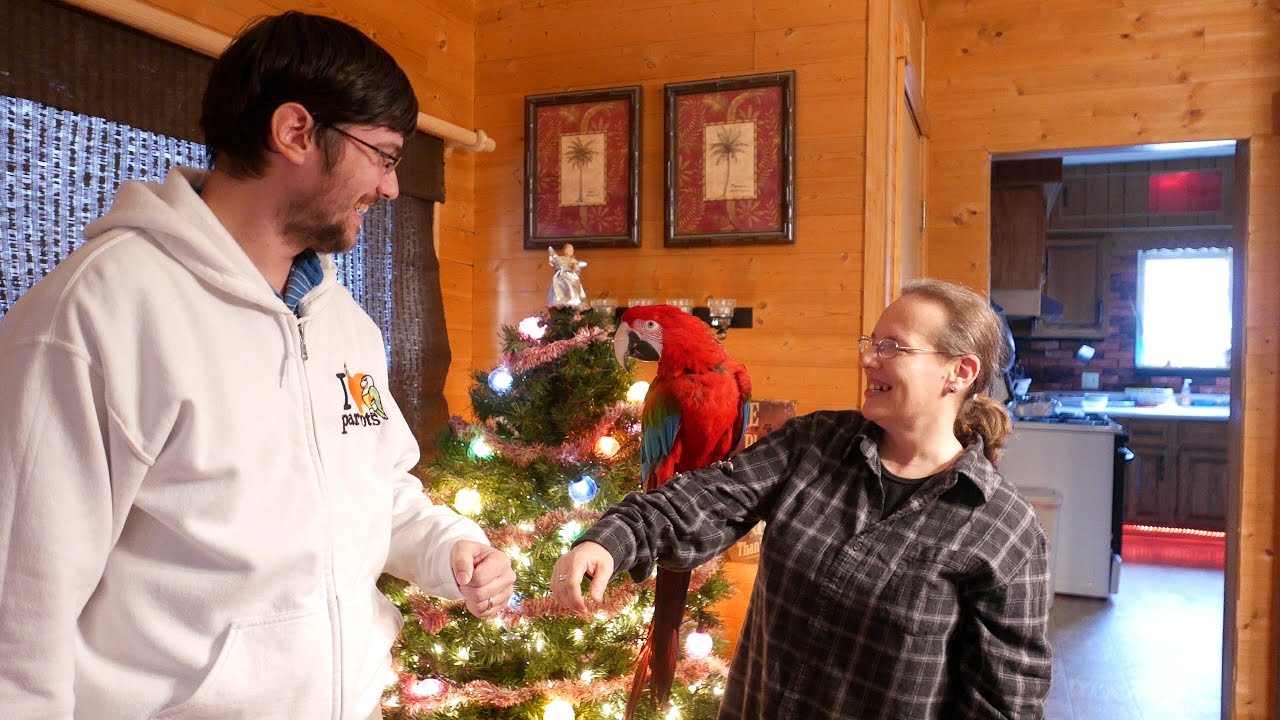 Santina Green Winged Macaw - Visiting Santina and Lori for the Holidays