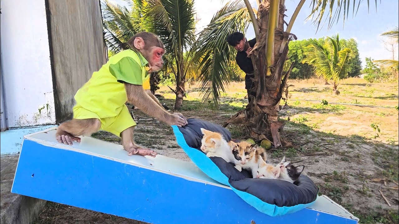 Super smart! SU protects the kittens from the watchful eyes of strangers