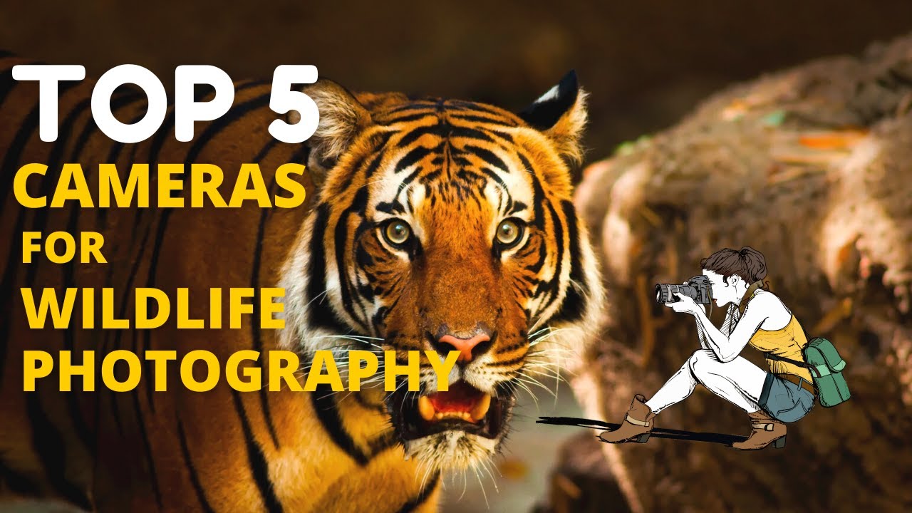 Best Camera for Wildlife Photography  | Best Camera for Bird Photography | Photography Tamil