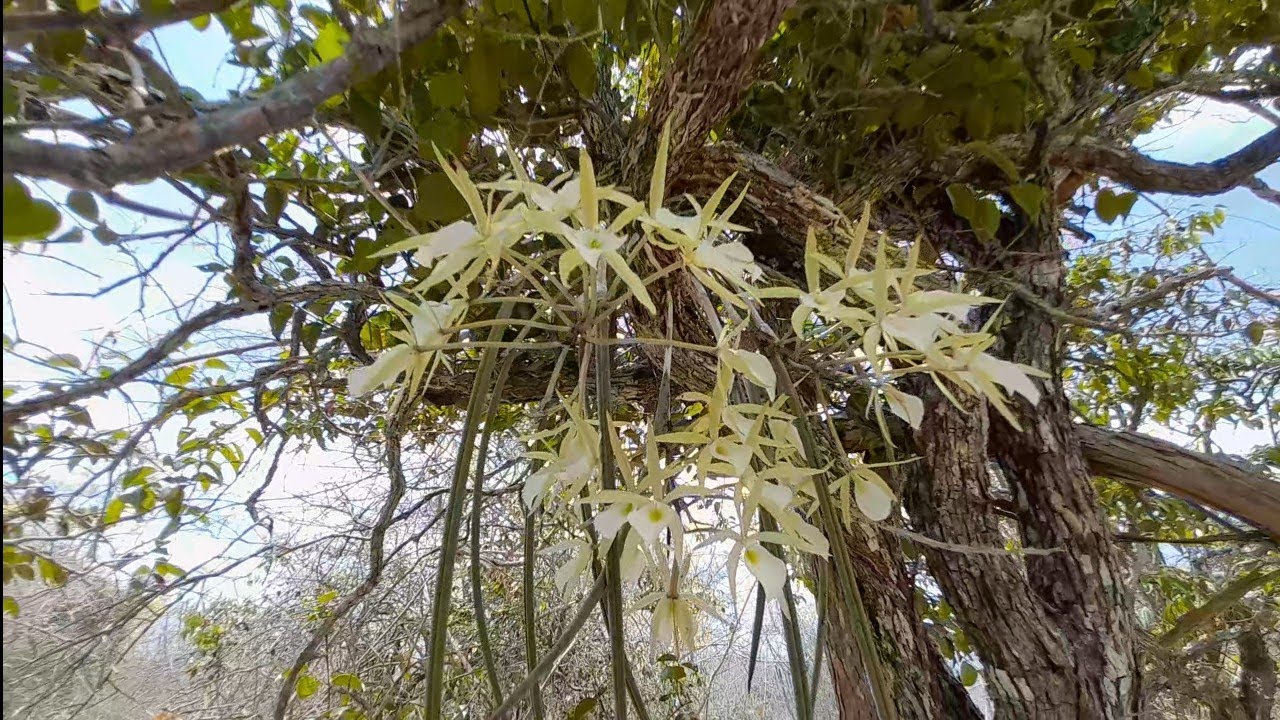 HABITAT NATURAL DAS ORQUÍDEAS/ MUITAS PLANTAS DIFERENTE # orquídea #natureza #habitat 