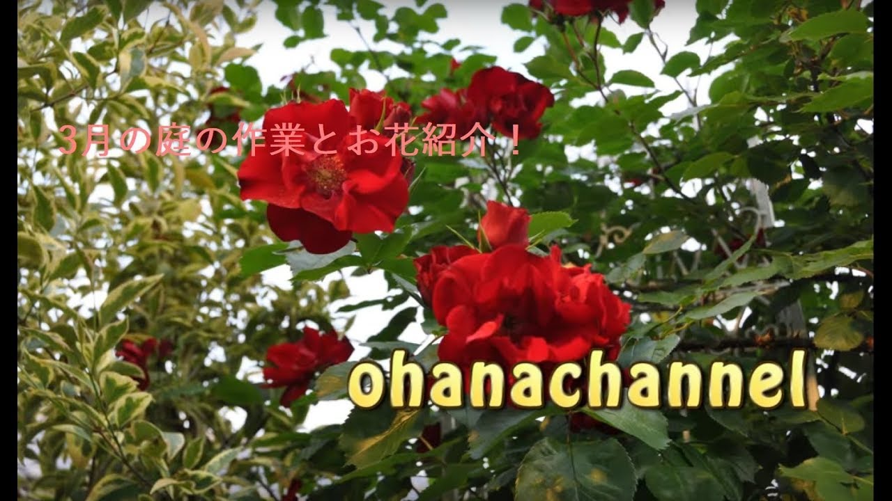 3月の庭仕事とお花の紹介(*'▽') Garden work and Plants in March!!