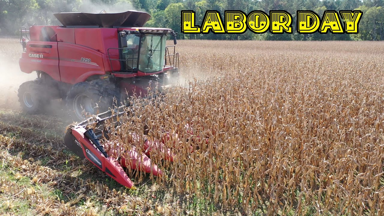 A LITTLE LABOR DAY CORN HARVEST FOR YOU!