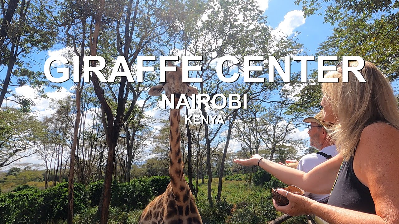 Nairobi&rsquo;s Gentle Giants &ndash; A Magical Visit to the Giraffe Centre