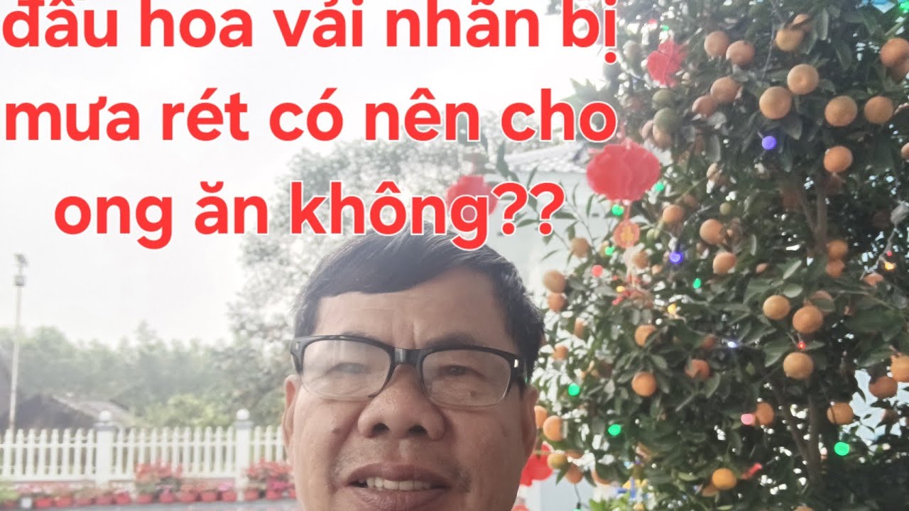Thời tiết đang mưa rét đầu vụ hoa có nên cho ong ăn không