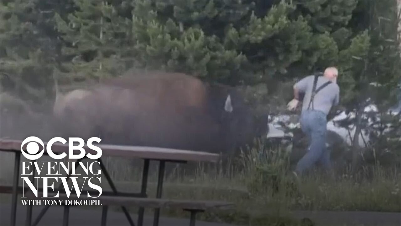Man says he's OK after bison attack at Yellowstone