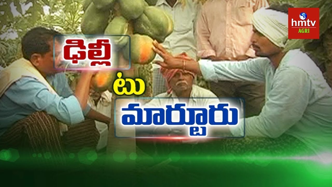 Natural Farming | Techie Success Story in Papaya Farming | hmtv Agri