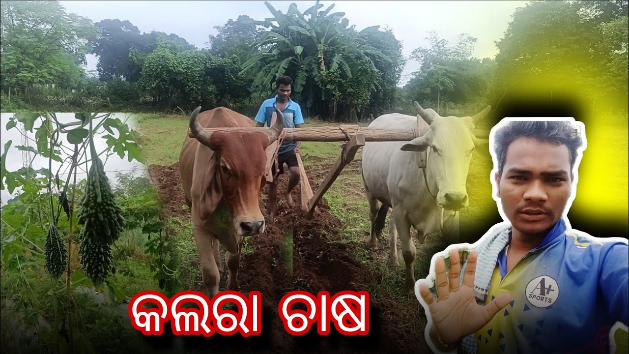 କଲରା ଚାଷ ପୁରା ୮୦ ଟଙ୍କା KG //Odia Vlog video//Chandra Sekhar Majhi 