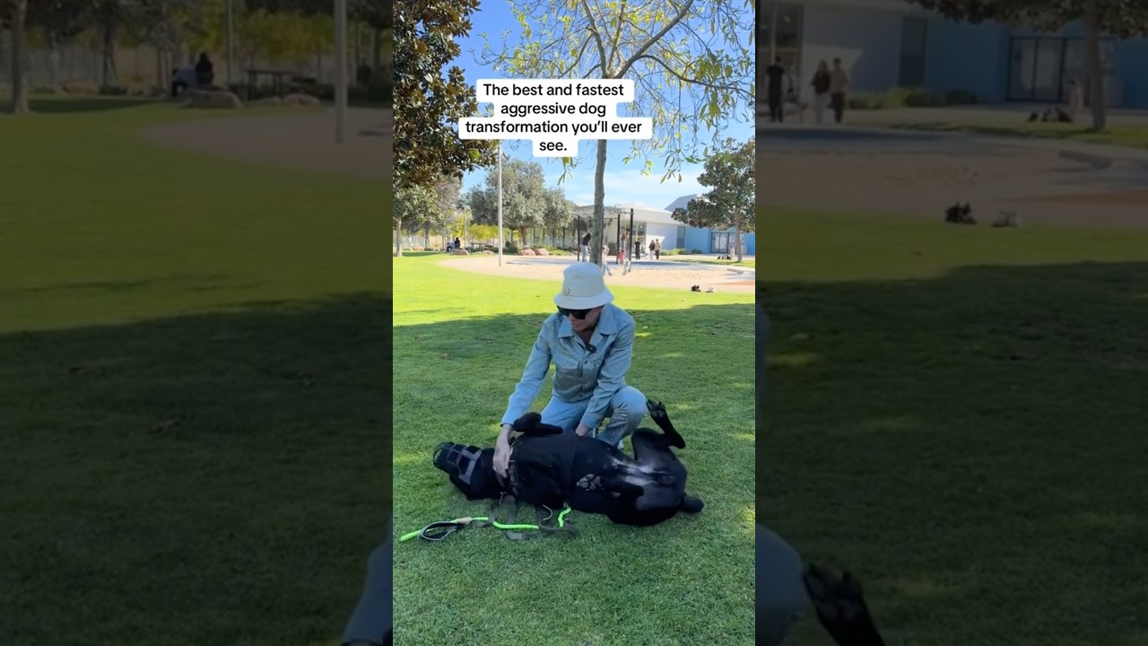The Fastest Aggressive Dog Transformation