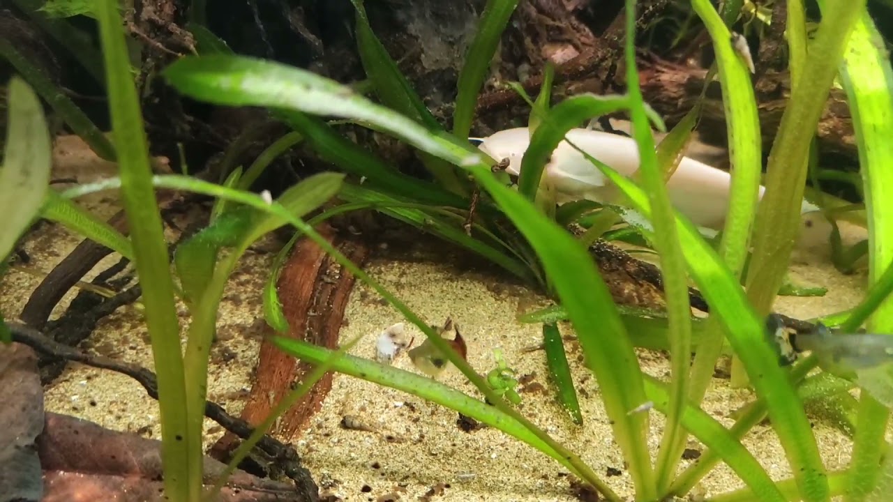 Silurus glanis wels catfish Albino 20/11/21