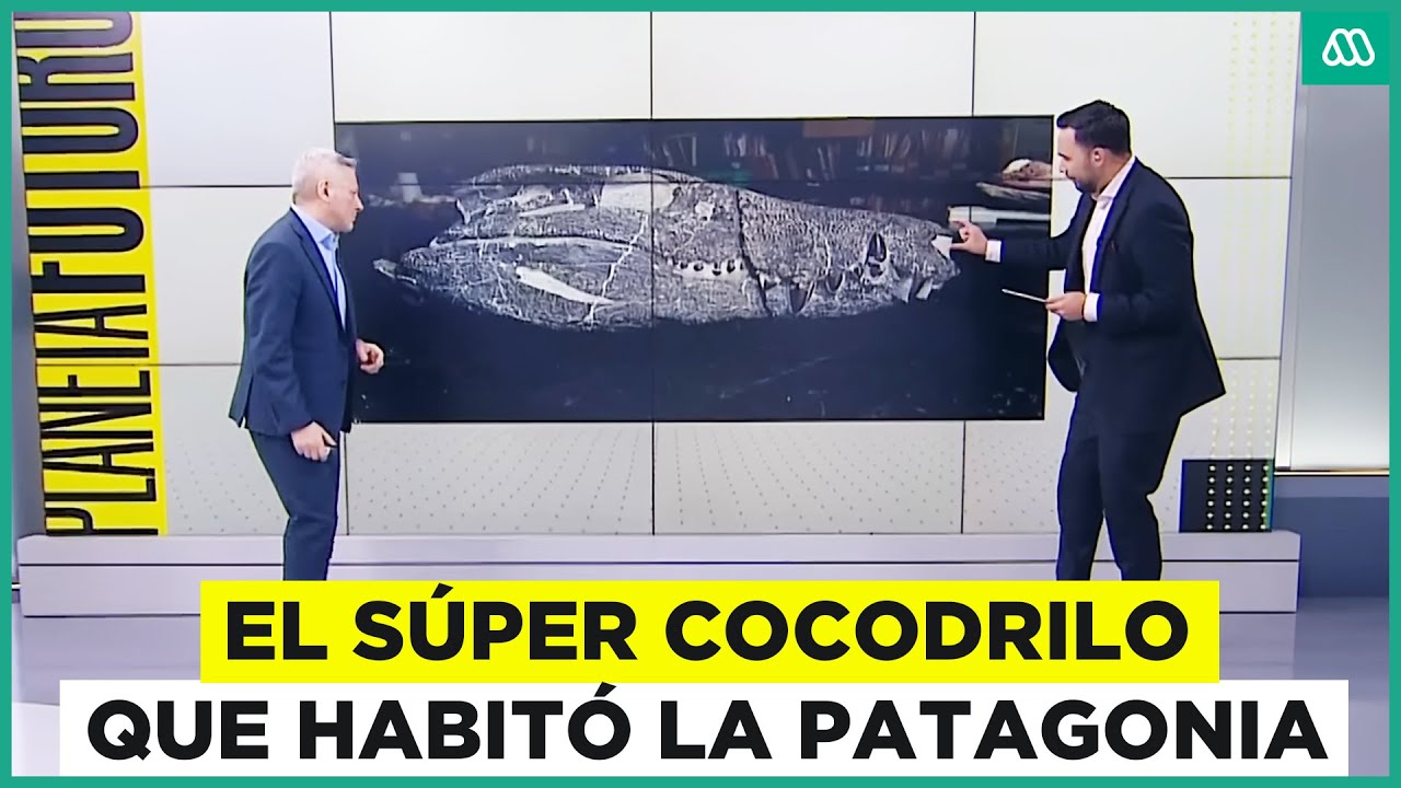 El súper cocodrilo que habitaba la Patagonia Argentina