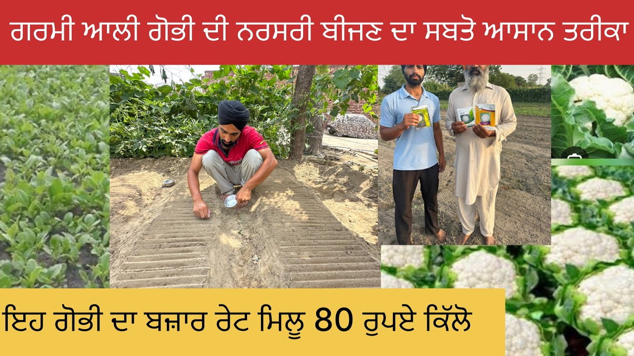 ਗਰਮੀ ਦੀ ਗੋਭੀ ਦੀ ਨਰਸਰੀ ਆਪ ਤਿਆਰ ਕਰਨ ਦਾ ਸੌਖਾ ਤਰੀਕਾ -cauliflower nursery 🥦🥬🥦🥬