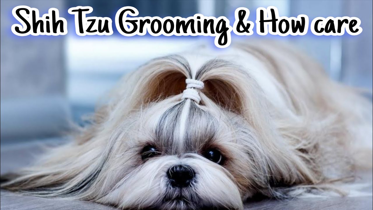 Shih Tzu Puppy Grooming Care | Shih Tzu Mistakes to Avoid | Dog Nail Care | Shih Tzu Ear Cleaning |